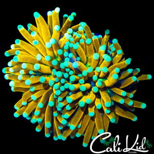 TEAL TIP BANANA TORCH