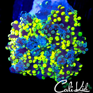 BI COLOR BRANCHING FROGSPAWN
