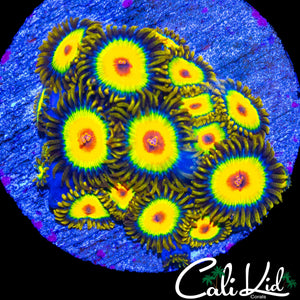 RASTA ZOA COLONY