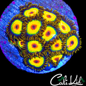 RASTA ZOA COLONY