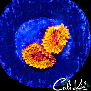 SPECKLED KRAK MORPH DOUBLE