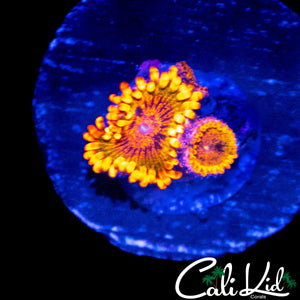 SPECKLED KRAK TRIPLE