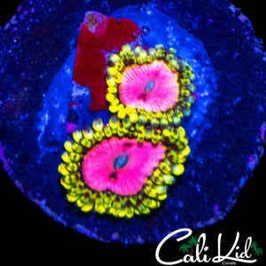 RRU OG PINK DIAMOND DOUBLE