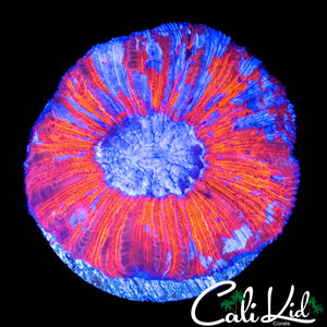 SUPERMAN MINI TRACHY