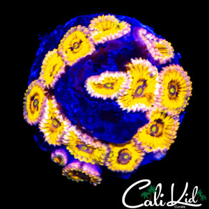 STRATOCASTER TYPE ZOA COLONY