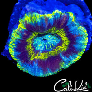 ASIAN ACAN