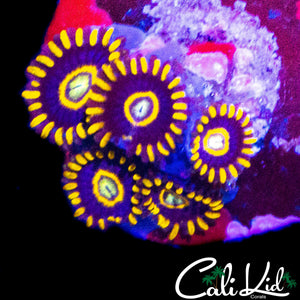 OG PURPLE HORNETS MINI COLONY
