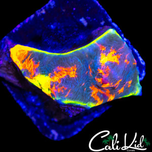 CK UNRELEASED BLUE BASE RAINBOW CHALICE FRAG
