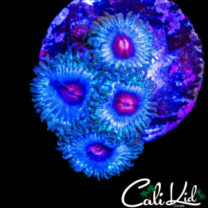MIAMI VICE TYPE ZOA QUAD