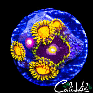 ASSORTED ZOA MINI COLONY