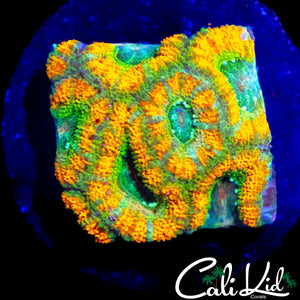 FANTA ACAN MINI COLONY