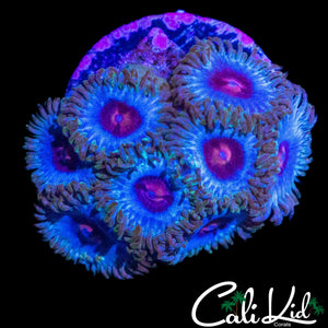 MIAMI VICE TYPE ZOA MINI COLONY