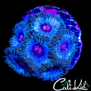MIAMI VICE TYPE ZOA MINI COLONY