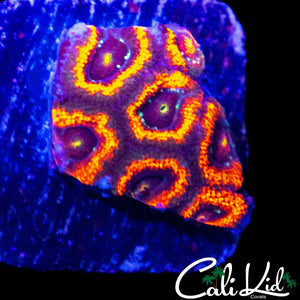 ULTRA RAINBOW EYE MICROMUSSA FRAG