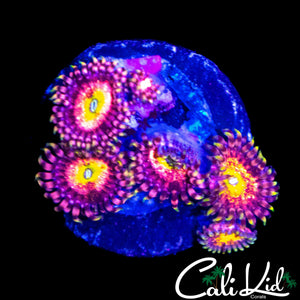 CHONG BONG ZOA MINI COLONY