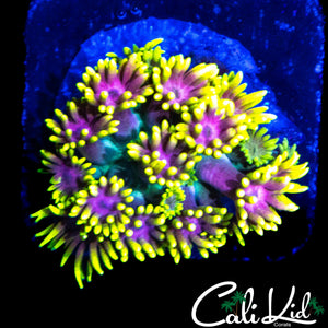 CK AQUACULTURED UNRELEASED GONI