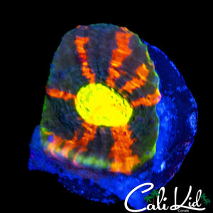 BANGIN RAINBOW EYE CHALICE FRAG