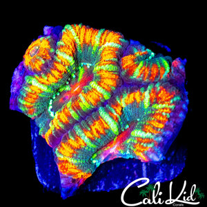MYSTERY ACAN QUAD