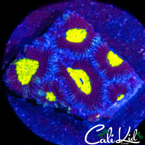 ZOMBIE EYE MICROMUSSA