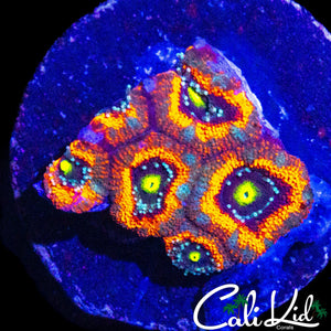 ULTR RAINBOW MICROMUSSA FRAG