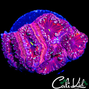 BLOOD DIAMOND BLASTO MINI COLONY