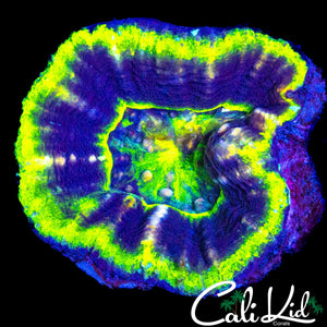 BEAUTIFUL UFO SCOLY