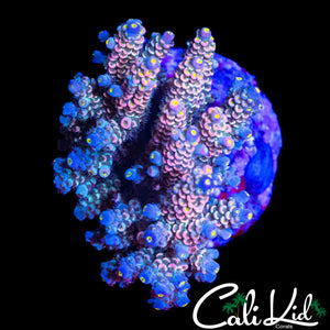 ULTIMATE RAINBOW TENIUS COLONY