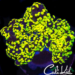 ECTOMORPH BRANCHING FROGSPAWN