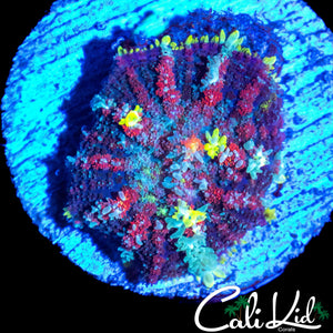 CK UNRELEASED MUSHROOM (ONE OF A KIND)