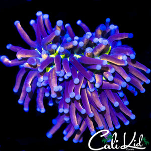 CK TIGER KNICKS TORCH