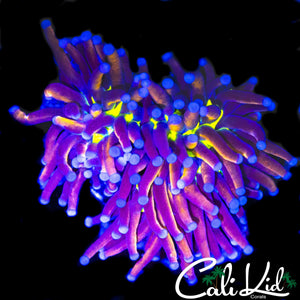 CK TIGER KNICKS TORCH