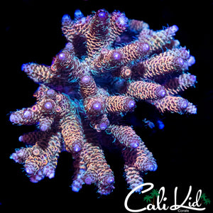 PURPLE TIP RAINBOW MILLI COLONY