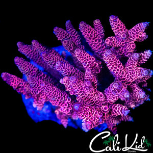 RASPBERRY BERET MILLI COLONY
