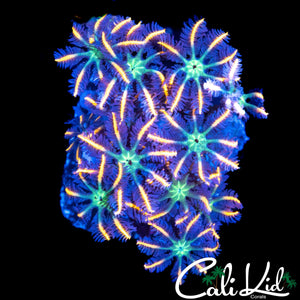 ULTRA RAINBOW CLOVES