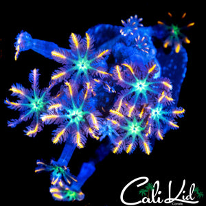 ULTRA RAINBOW CLOVES