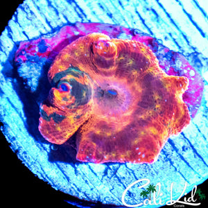 MYSTERY DISCO MUSHROOM