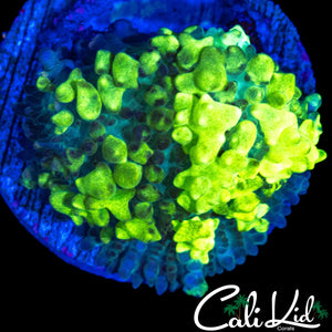 SUPER BUBBLE CK LEMON HEAD BOUNCE