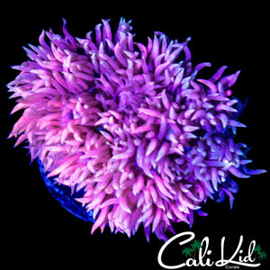 PINK / BLUE SHAGGY GONI