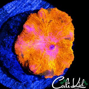 CANDY CRUSH MUSHROOM