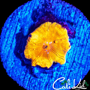BOUNCE BUBBLE DISCO SHROOM