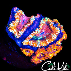 UTLRA ACAN CHUNK
