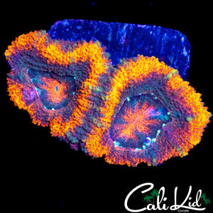 ULTRA ACAN DOUBLE