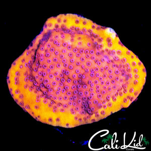 STARBURST MONTI FRAG