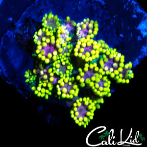 CK AQUACULTURED UNRELEASED GONI
