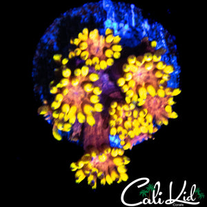 TEQUILA SUNRISE GONI MORPH