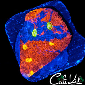 MULTIE EYE RAINBOW CHALICE CHUNK