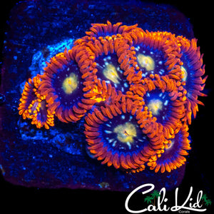ASSORTED ZOA MINI COLONY