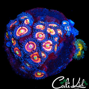 ASSORTED ZOA MINI COLONY