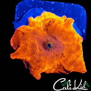 BEAUTIFUL DISCOSOMA MUSHROOM