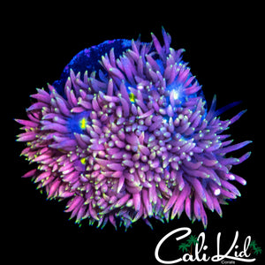 INTENSE RAINBOW GONI FRAG
